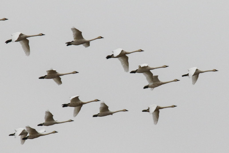 Tundra Swans Murray Marsh