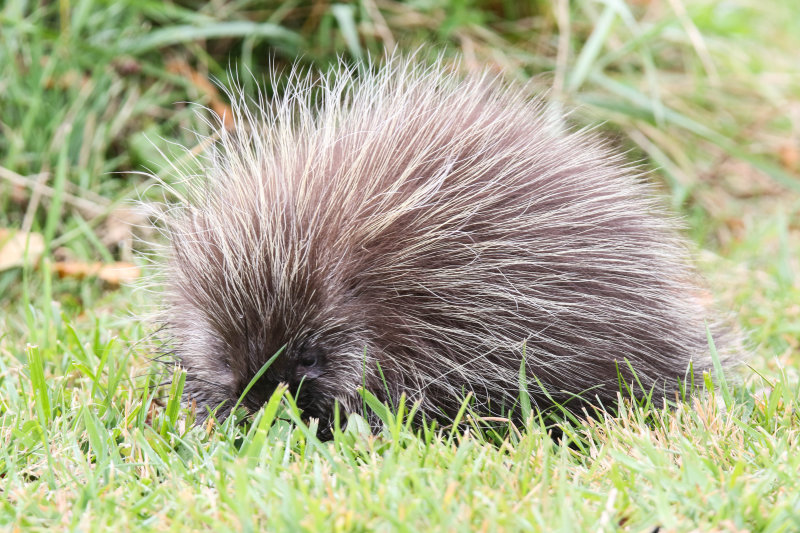 Young porcupine Lois Hole park