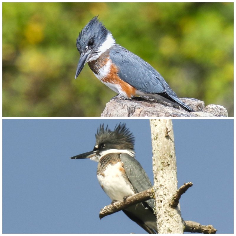 Kingfisher female and male