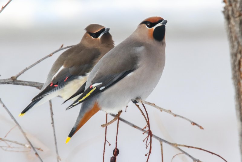 Cedar and Bohemian Waxwings