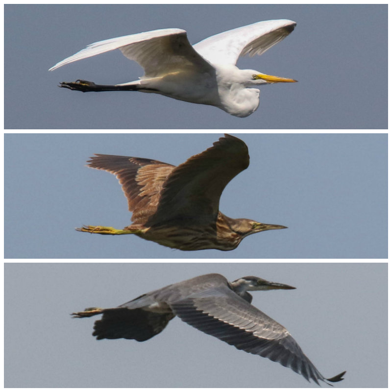 Great Egret, Am Bittern, Great Blue Heron in one day