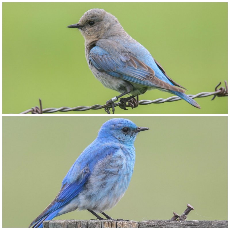 Mountain Bluebird pair female and male