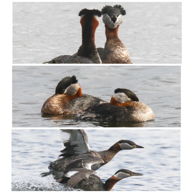 Red-necked Grebe pair Hasse Lake