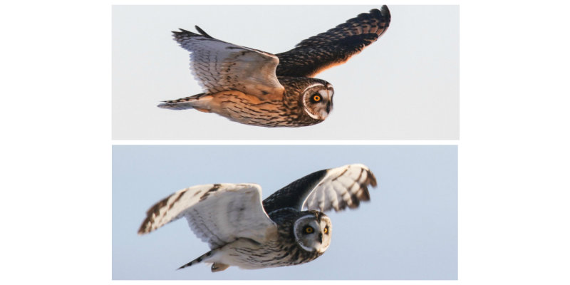 Shore-eared Owl flying female and male