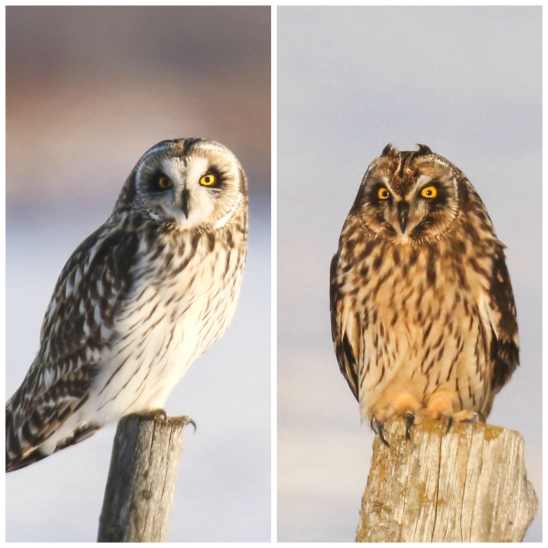Short-eared Owl male and female