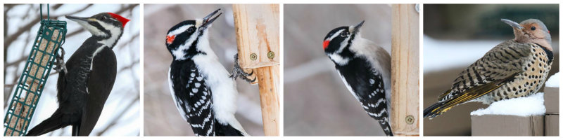 4 Woodpecker 1 Day 1 yard