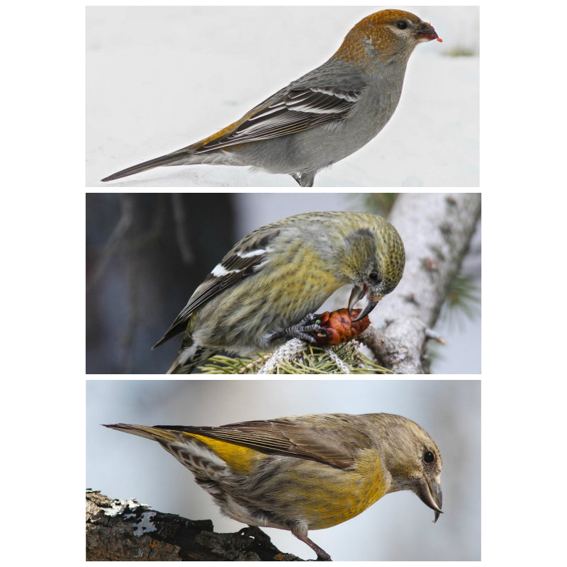 Pine Grosbeak White-winged and Red Crossbills female