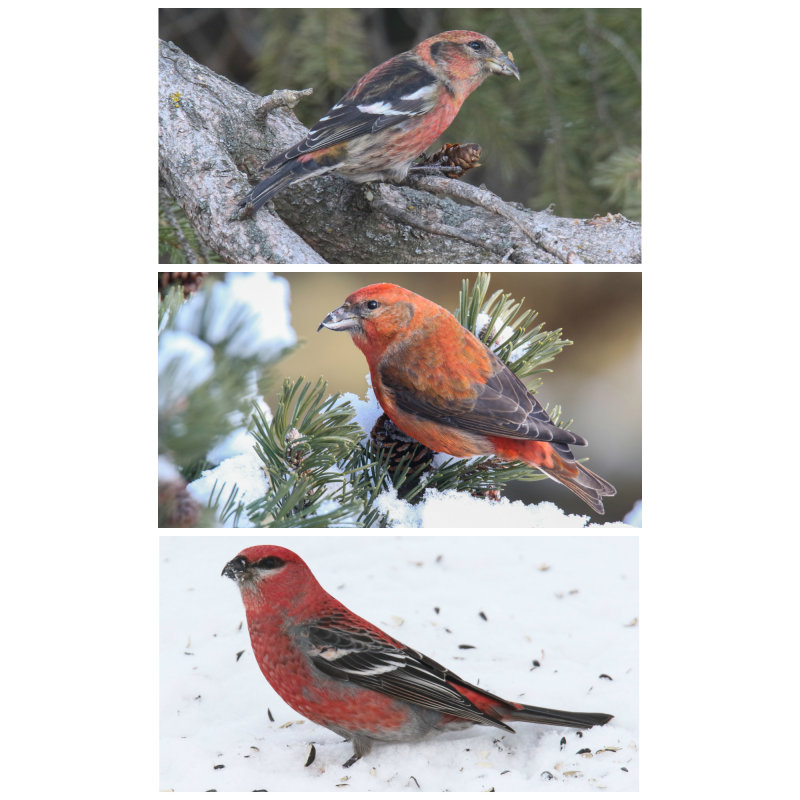 White-winged and Red Crossbills and Pine Grosbeak males