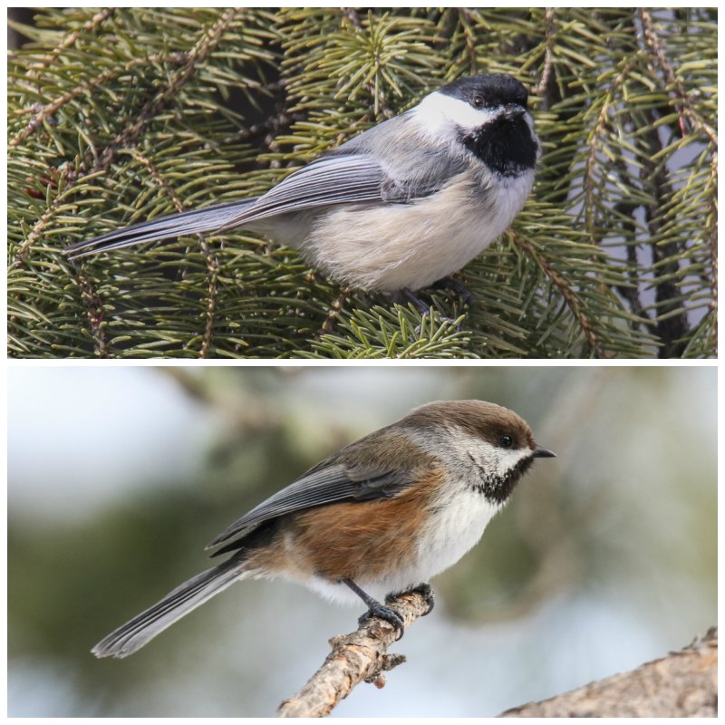 Chickees Black-capped and Boreal