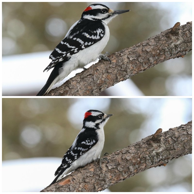 Downy and Hairy Woodpeckers