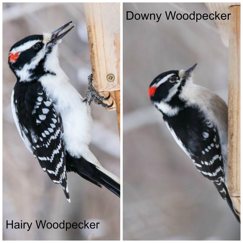 Hairy and Downy Woodpeckers