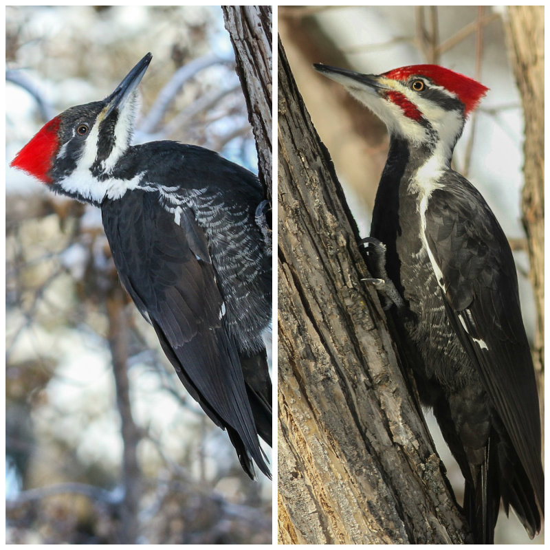 Pileated Woodpecker collage female (left) and male (male) in Rio Terrace backyard