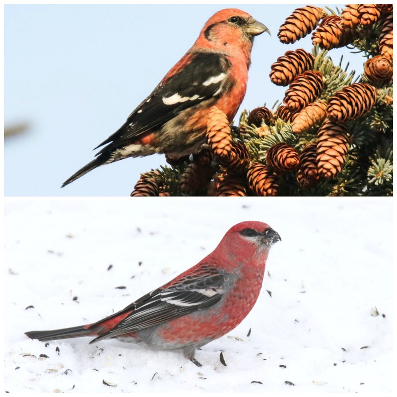 White-winged Crossbill and Pine Grosbeak males 