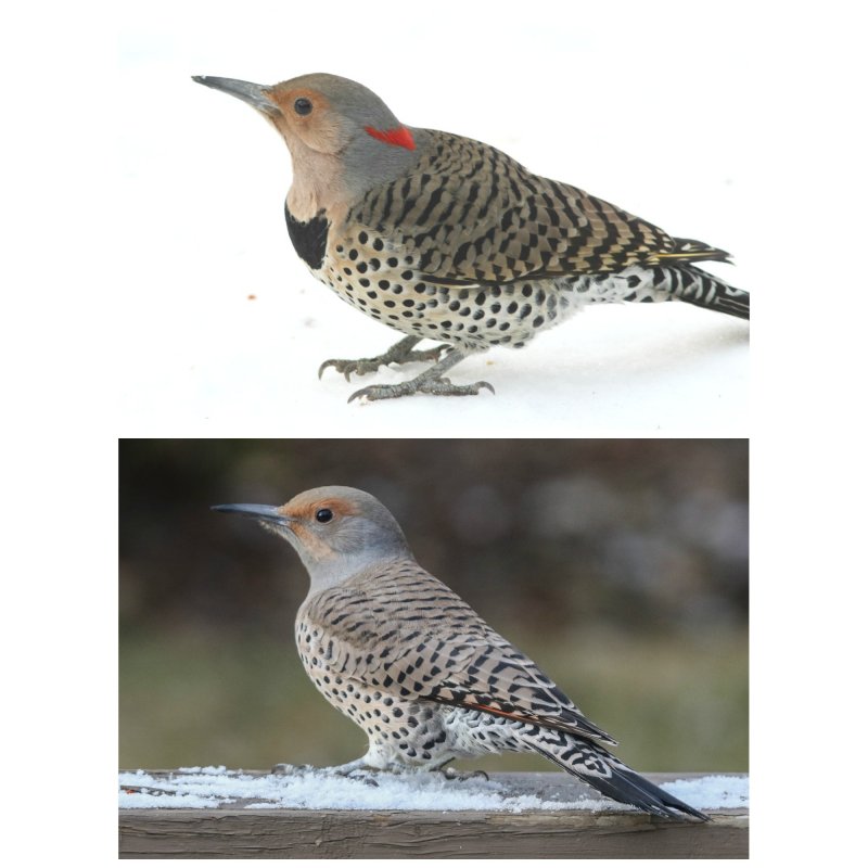 N Flicker Yellow-shafted and Red intergrade