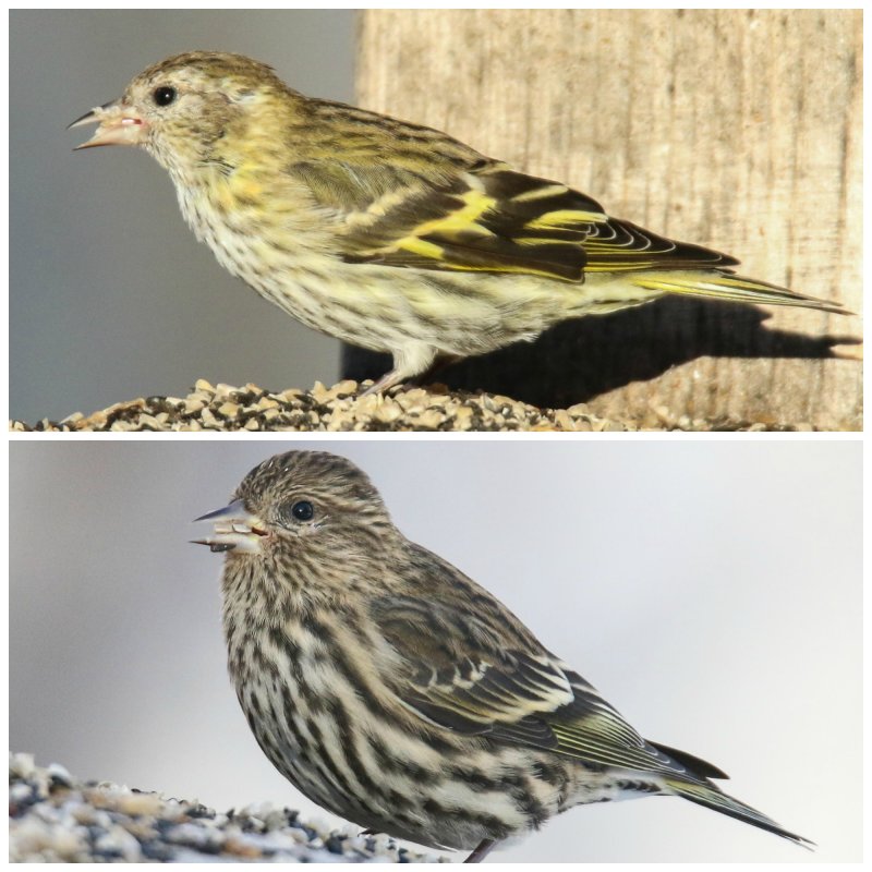 Pine Siskins