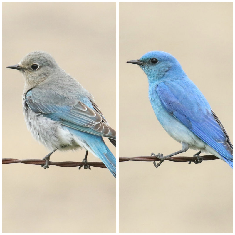 Mountain Bluebird pair female and male