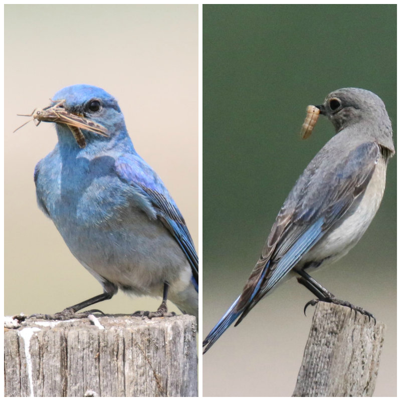 Mountain Bluebird pair male and female