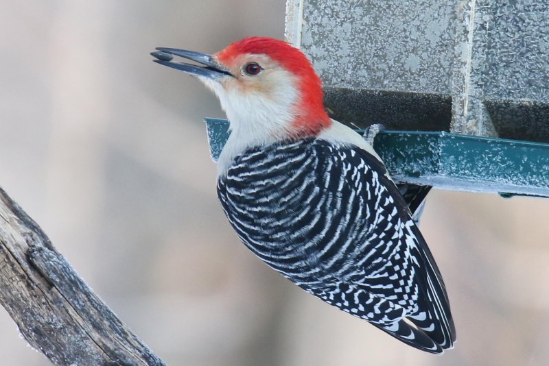 Red-bellied Woodpecker