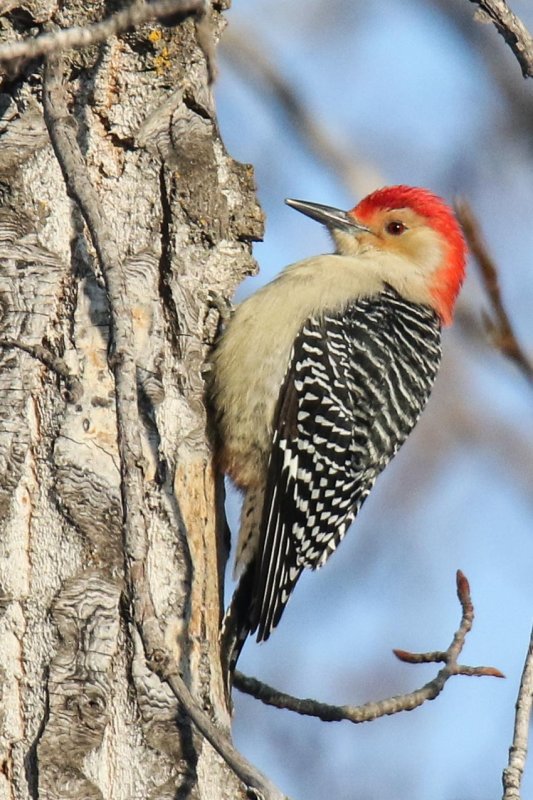 Red-bellied Woodpecker