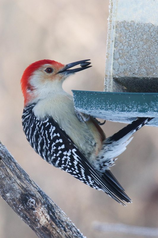 FOLDER: Red-bellied Woodpecker