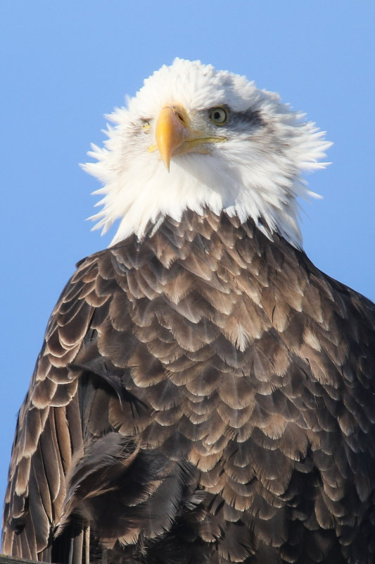 Bald Eagle AGT-3.jpg