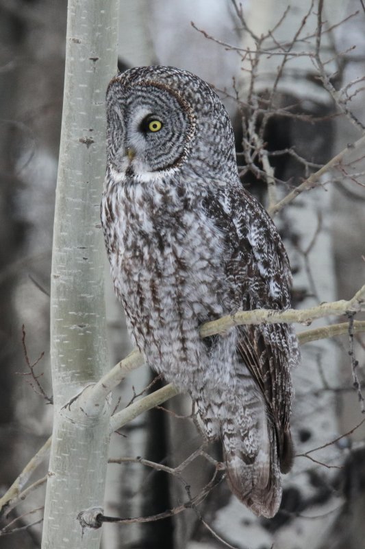 Great Gray Owl