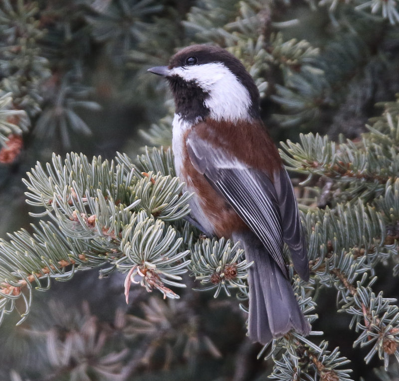 Chestnut-backed Chickadee