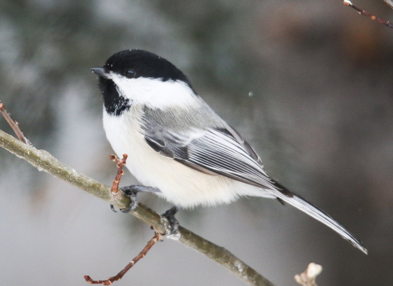 Chickadee 1 of 4: Black-capped
