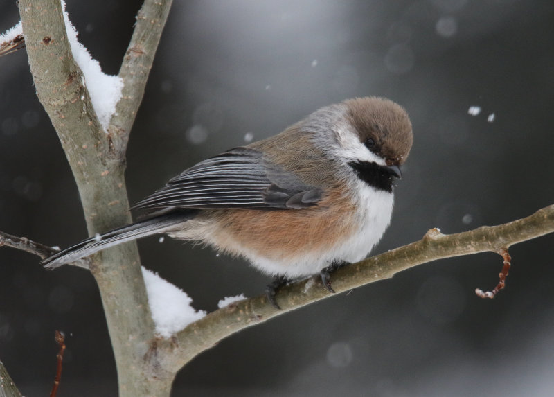 Chickadee 3 of 4: Boreal