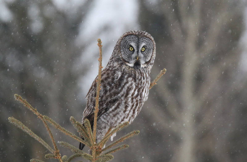 Great Gray Owl