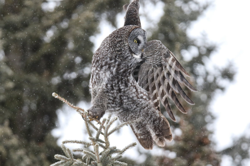 Great Gray Owl