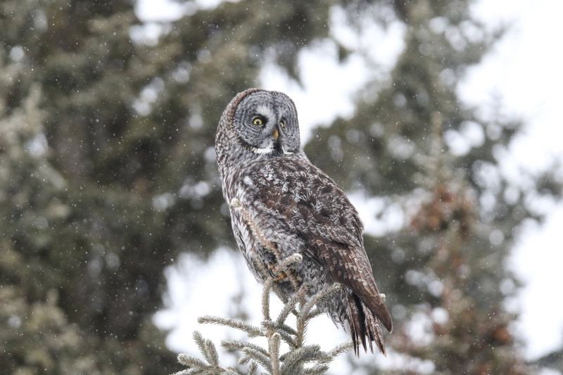 Great Gray Owl