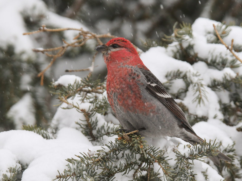 Pine Grosbeak (male)