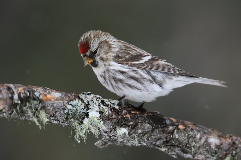 Redpolls