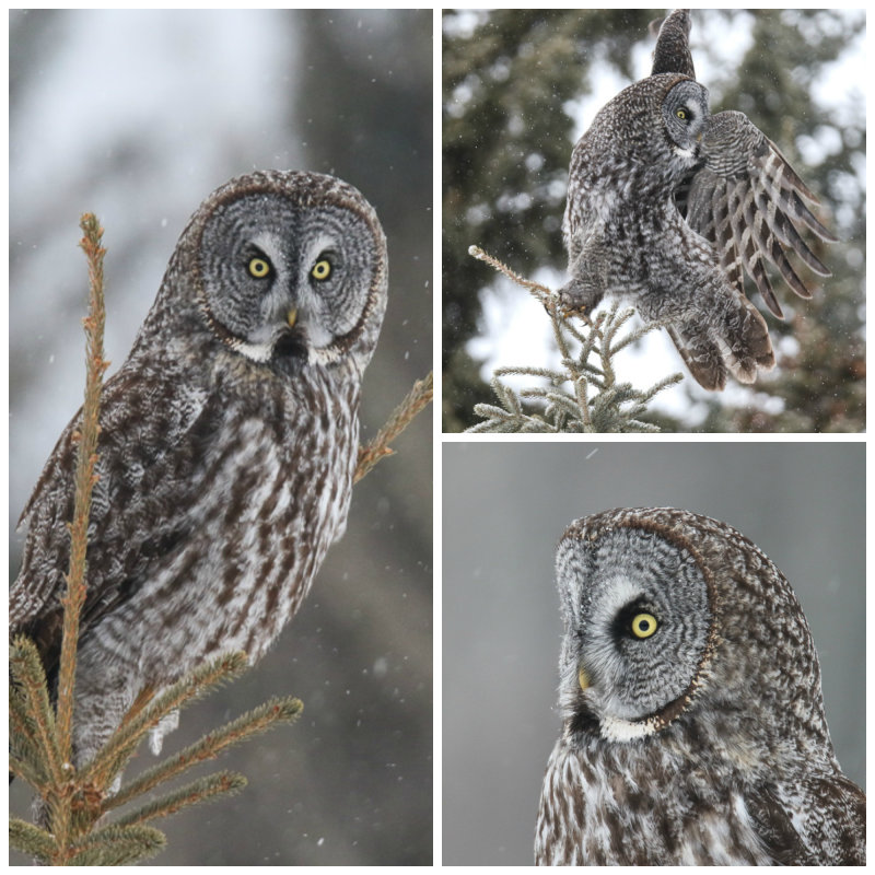 Great Gray Owl Collage.jpg