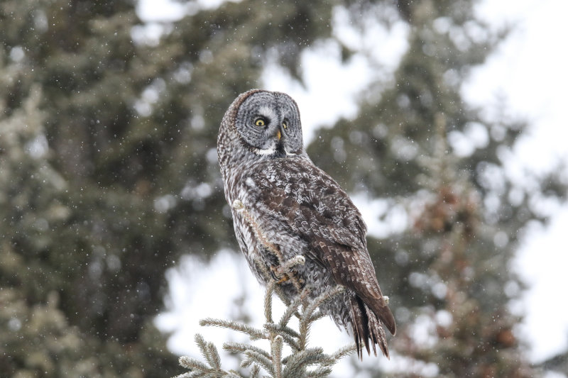 Great Gray Owl
