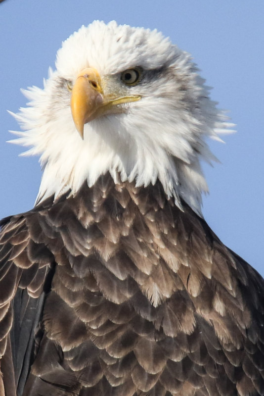 Bald Eagle Edmonton