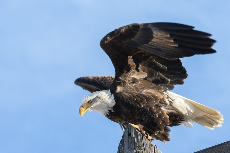 Bald Eagle Edmonton