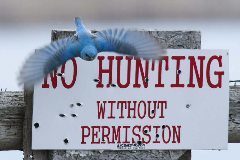 Mountain Blue Bird