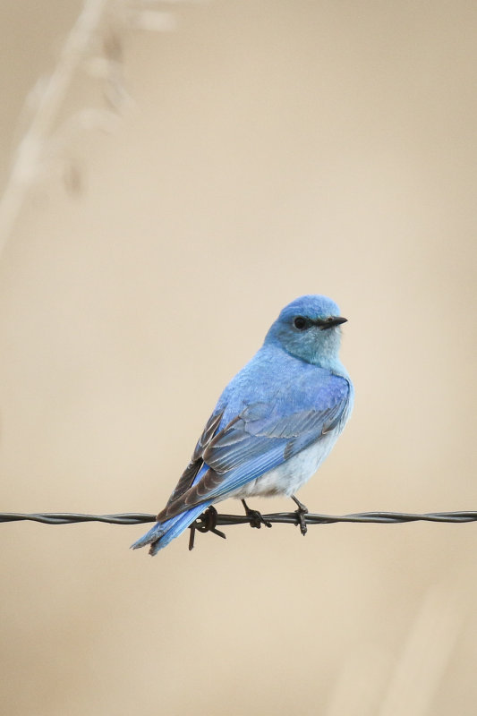 Mountain Blue Bird