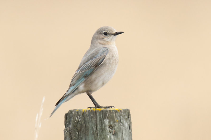 Mountain Blue Bird