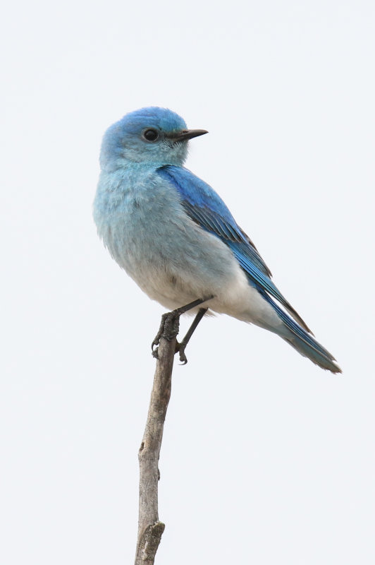 Mountain Blue Bird