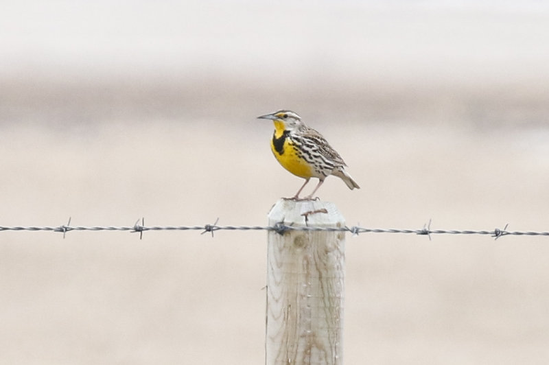 Western Meadowlark