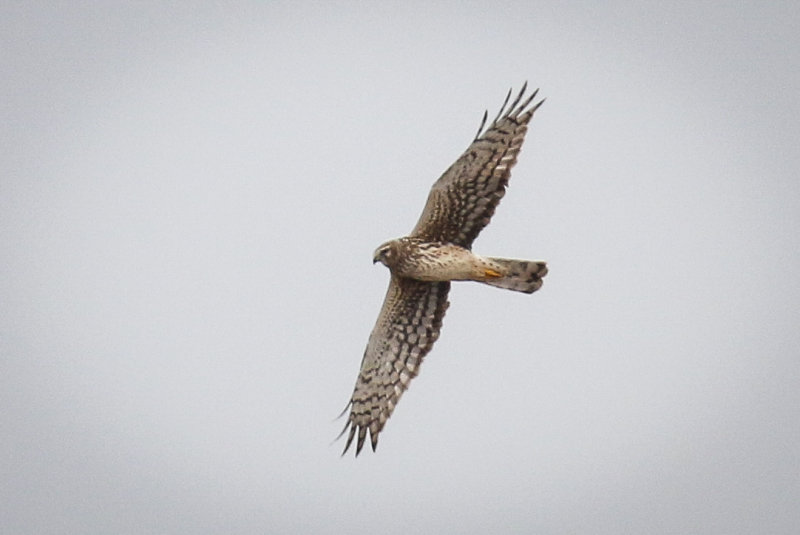 Northern Harrier
