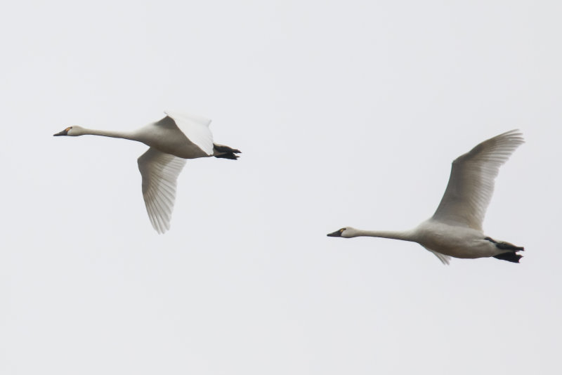 Tundra Swans