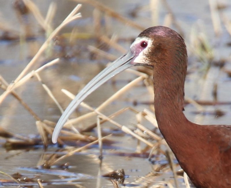 White-faced Ibis
