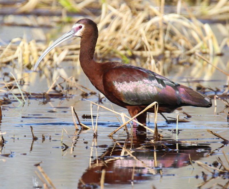 White-faced Ibis