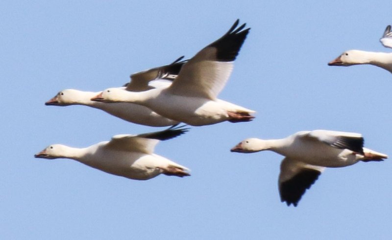 Snow Goose and possible Ross's Goose