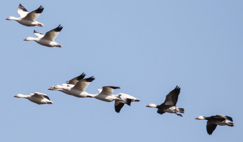 Snow Geese (with 2 blue-phase at the end)