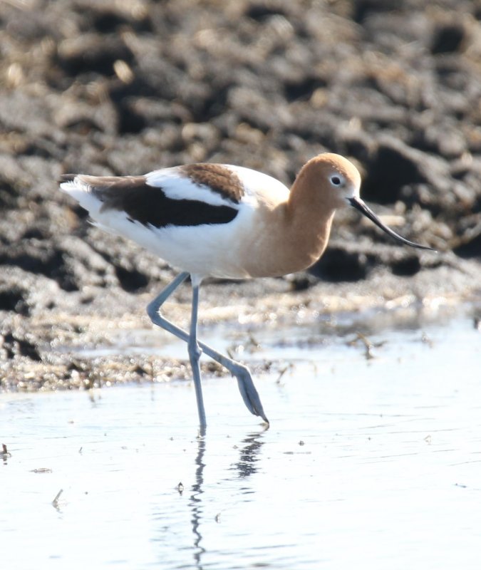 American Avocet